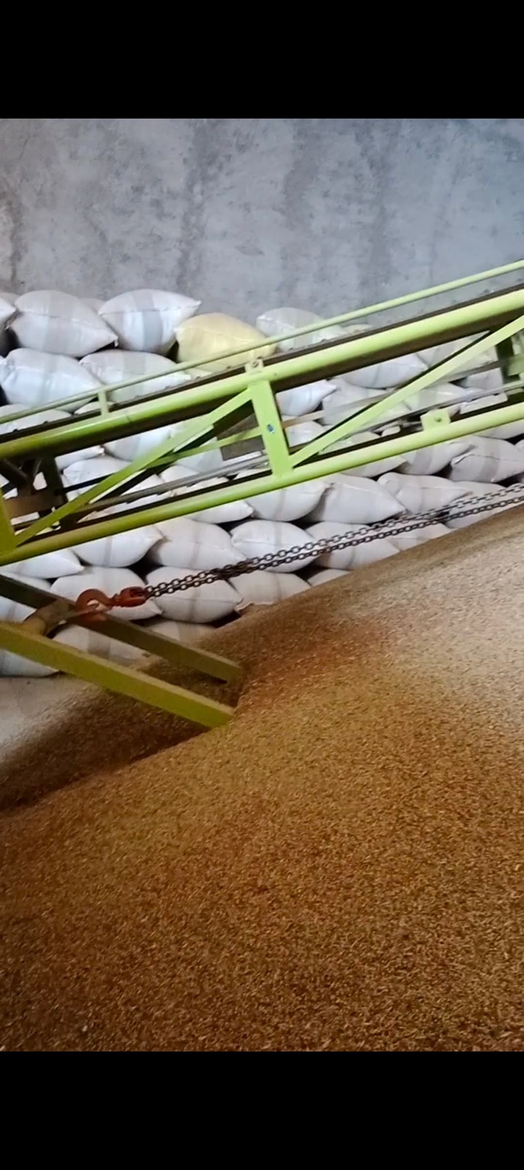 تصویر 1 از تامین تازه ترین گشنیز نهاوند فصل ۱۴۰۴